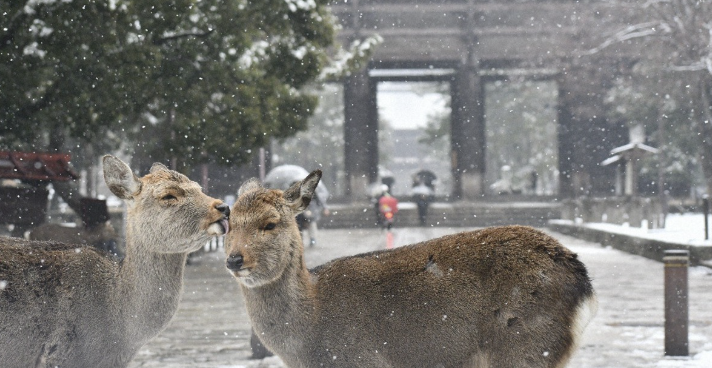 "A single Nara deer standing in the snow during winter in Nara Park, Japan."